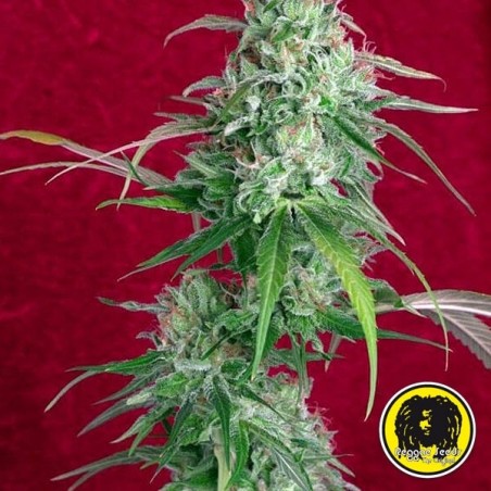 Juanita la Lagrimosa CBD Feminizadas de Reggae Seeds 💚