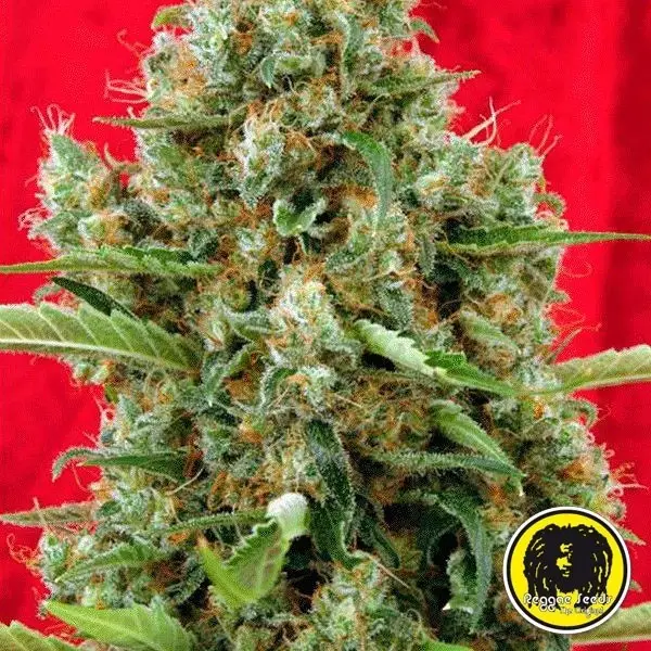 View Session regular planta de marihuana