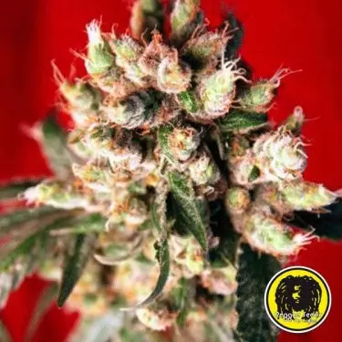 Sementes regulares Roots planta de maconha