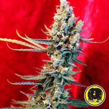 Revolution Semillas Regulares de Reggae Seeds - Grow Barato