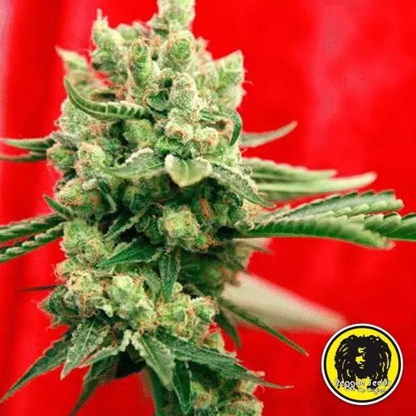 View Guayaka Sementes Regulares de Reggae Seeds - GB The Green Brand