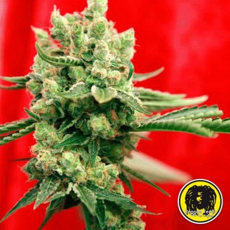 Guayaka Semillas Regulares de Reggae Seeds - Grow Barato