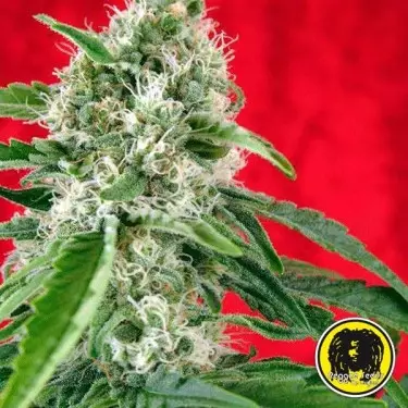 Dub Semillas Regulares de Reggae Seeds - Grow Barato