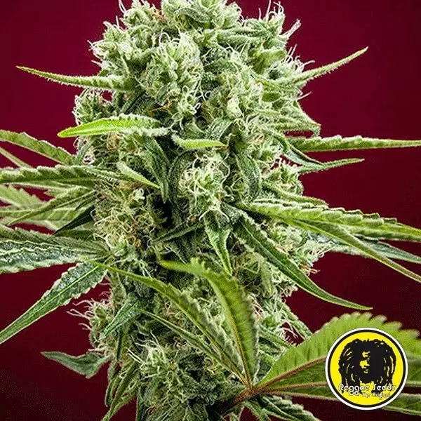 View Dancehall regular planta de marihuana