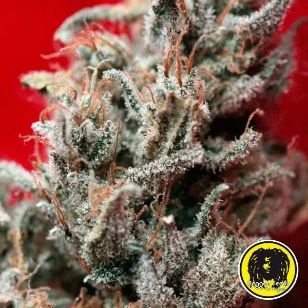 View O'Haze Red Cannabis Plant