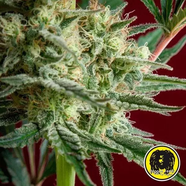 View Blackdance Cannabis Plant