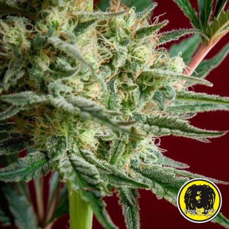 Blackdance de Reggae Seeds feminizada - Grow Barato
