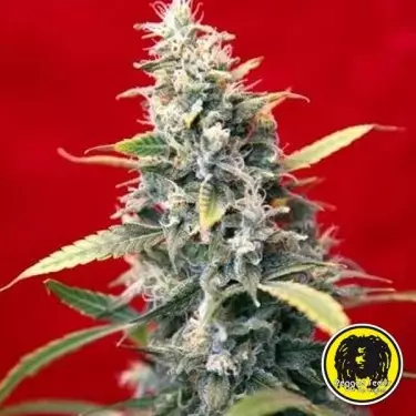 Sra. Amparo Cannabis Plant