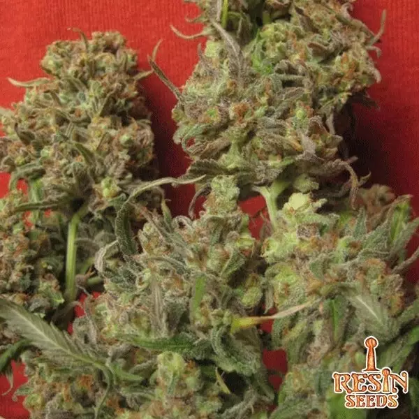View Critical Haze feminizada de Resin Seeds - Grow Barato