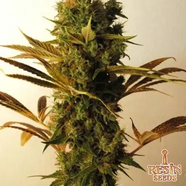 Planta de maconha Hammershark