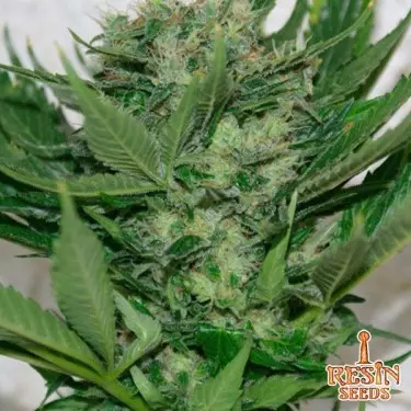 Sour P Cannabis Plant