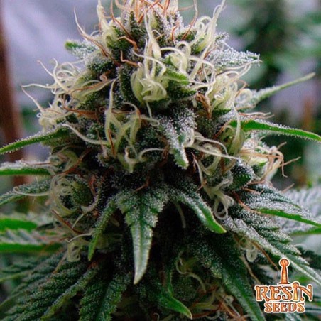 Yummy feminizada del banco Resin Seeds - Grow Barato