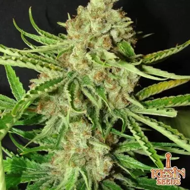 L.A. Resin Seeds ultra feminizadas - GB The Green Brand