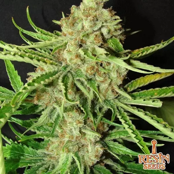 View L.A. Ultra feminizada de Resin Seeds - Grow Barato