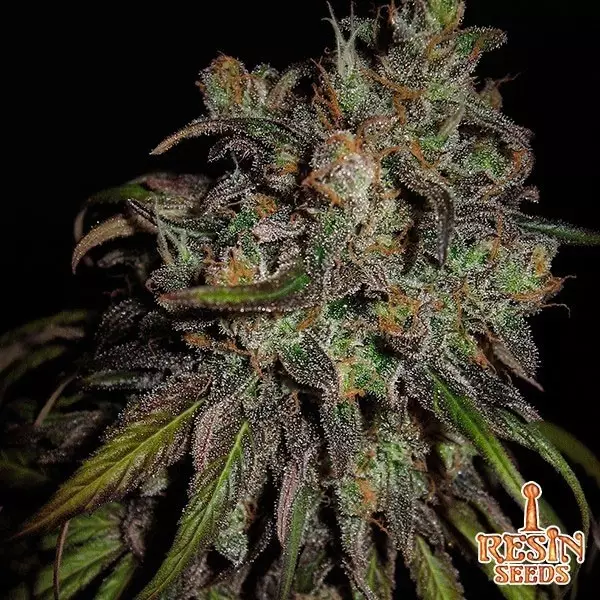 View Cannatonic feminizada de resin seeds - Grow Barato
