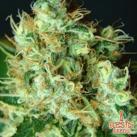 Bubblicious feminizada de Resin Seeds - Grow Barato