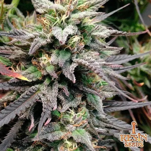 View Dieseltonic feminizada de Resin Seeds - Grow Barato