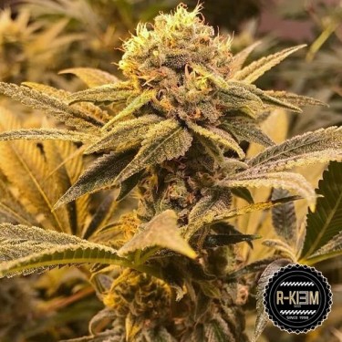 R-Kiem Regular Cannabis Plant