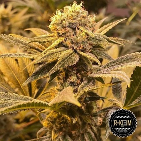 R-Kiem Regular del banco RKiem Seeds - Grow Barato