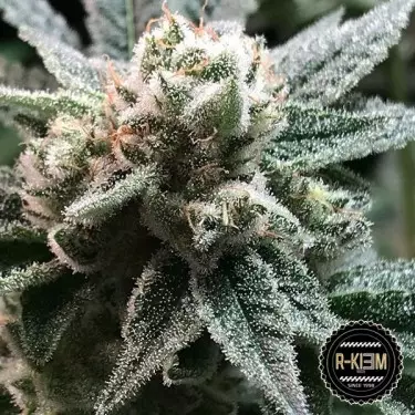 Sublimator Cannabis Plant