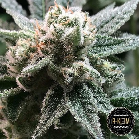 Sublimator de R-Kiem Seeds 100% feminizadas - Grow Barato