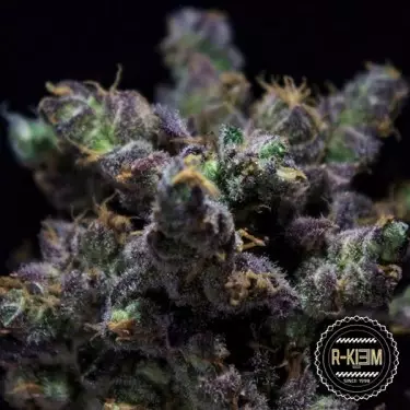 ZKIEM (Harybo) Cannabis Plant