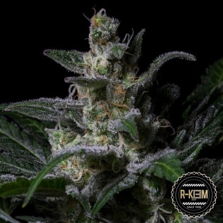 Muse de R-Kiem Seeds semillas feminizada - Grow Barato
