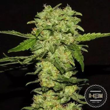 Portela Cannabis Plant