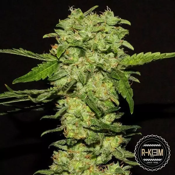 View Portela Cannabis Plant