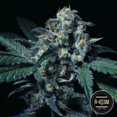 Negra 44 Cannabis Plant
