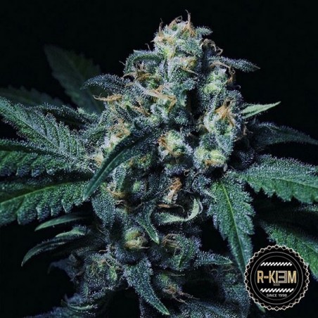 Negra 44 de R-Kiem Seeds feminizada - Grow Barato
