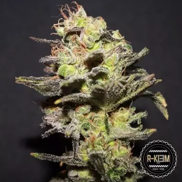 Icer Cannabis Plant