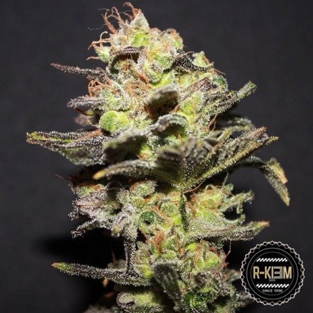 Icer de R-Kiem Seeds semilla feminizada - Grow Barato
