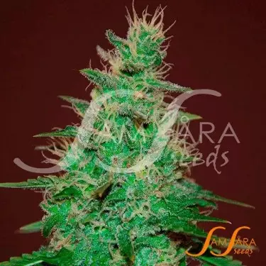 O Alchemista Auto de Samsara Sementes - GB The Green Brand