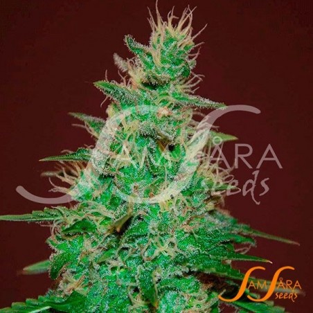 El Alquimista Auto de Samsara Seeds - Grow Barato