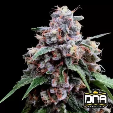 Lemon 18 DNA Genetics Semilla feminizada - GB