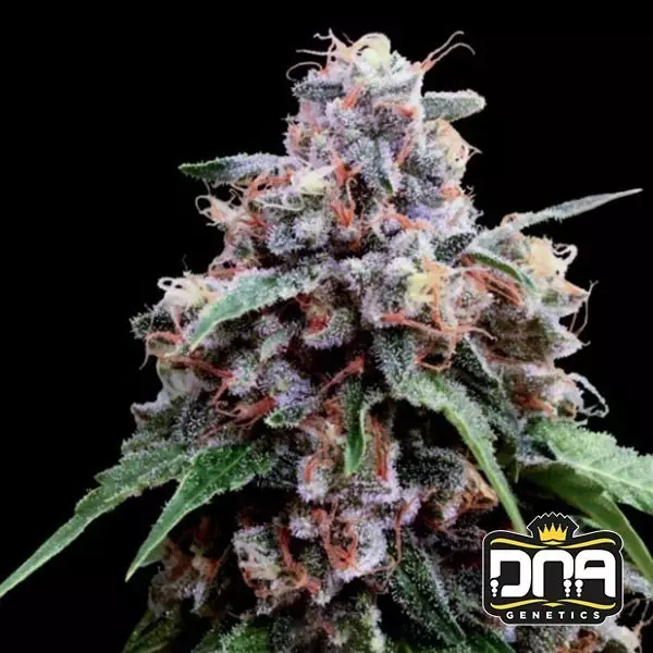 View Lemon 18 DNA Genetics Semilla feminizada - GB