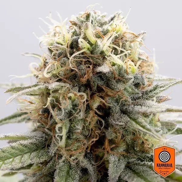View Comprar GSC de Kannabia Seeds - GB The Green Brand
