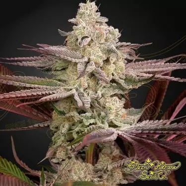 Chemical Bride Green House Sementes Feminizadas - GB The Green Brand