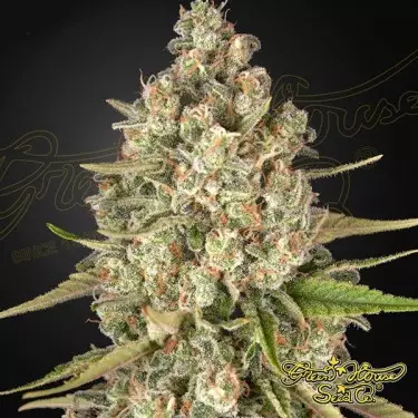 Lost Pearl Green House Seeds feminizada - Grow Barato