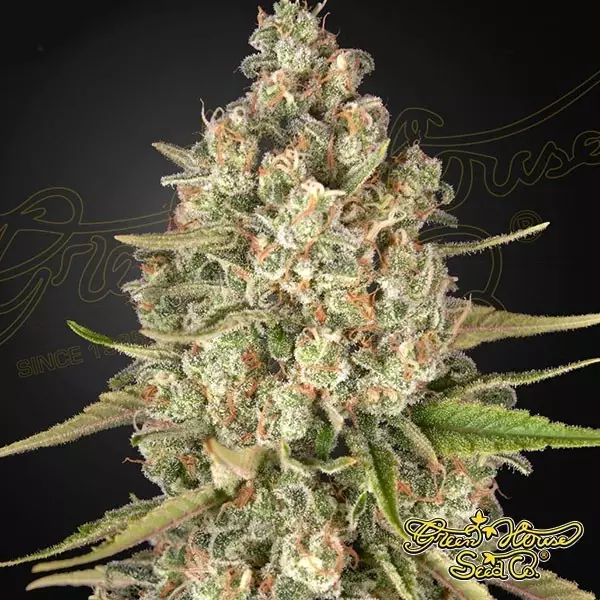 View Lost Pearl Green House Seeds feminizada - Grow Barato