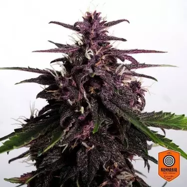Comprar Swiss Dream Rosé Auto CBD Kannabia Seeds - GB