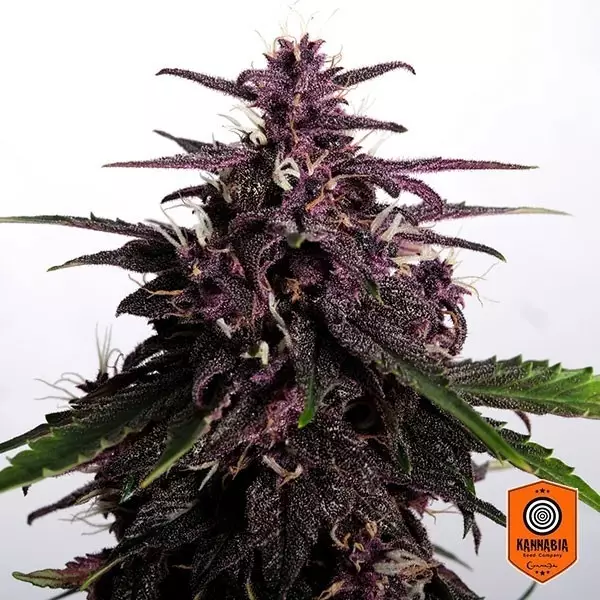 View Comprar Swiss Dream Rosé Auto CBD Kannabia Seeds - GB
