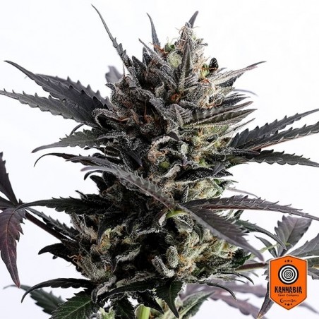 Comprar Lemon Haze Auto de Kannabia Seeds - GB