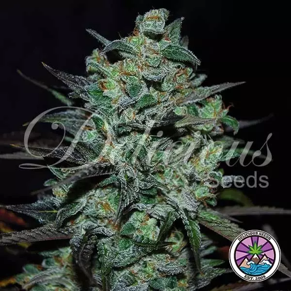 View Northern Light Blue THC-Free Delicious Seeds - GB
