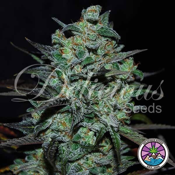 View Northern Light Blue THC-Free