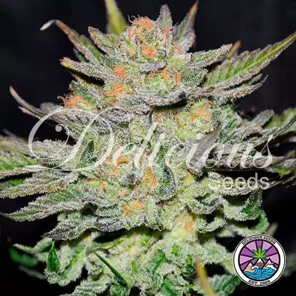 Auto Blue Ace CBD Marijuana Plant