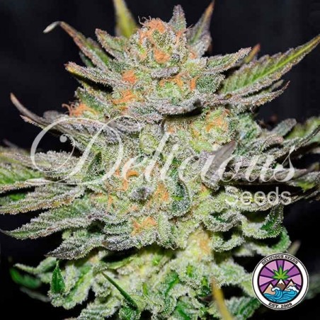 Auto Blue Ace CBD