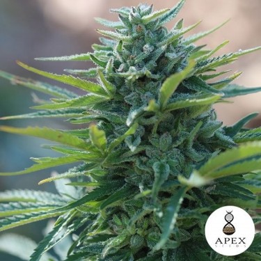 X-Kunk Cannabis Plant