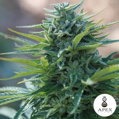 X-Kunk de Apex Seeds 100% Feminizadas - Grow Barato